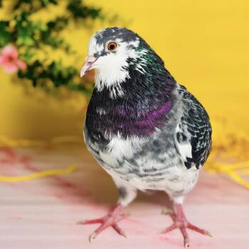 Pigeon Birds Available for Adoption - Damask | PetCurious