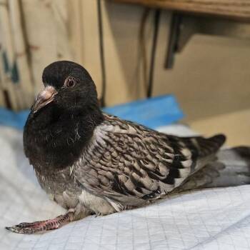 Skip-It (local Midwest adoption only) -  Pigeon Bird for Adoption in Chicago, Illinois - Skip-It (local Midwest Adoption Only) | PetCurious