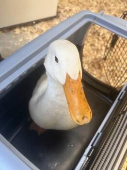 Lee Waddles -  Duck Bird for Adoption in Fairfax, Virginia - Lee Waddles | PetCurious