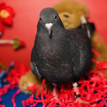 Corvin -  Pigeon Bird for Adoption in Chicago, Illinois - Corvin | PetCurious