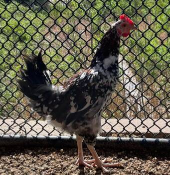 Chicken Birds Available for Adoption in Golden, Colorado - Rooster | PetCurious