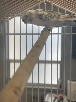 OPAL -  Parakeet Bird for Adoption in Santa Cruz, California - OPAL | PetCurious