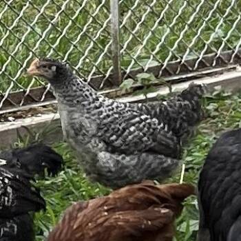 Nicole -  Chicken Bird for Adoption in Quakertown, Pennsylvania - Nicole | PetCurious