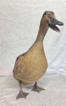 Honey -  Duck Bird for Adoption in Salinas, California - Honey | PetCurious