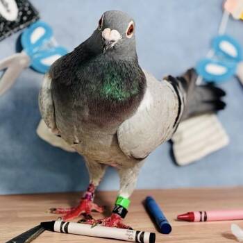 Crouton (local Midwest adoption only) -  Pigeon Bird for Adoption in Chicago, Illinois - Crouton (local Midwest Adoption Only) | PetCurious