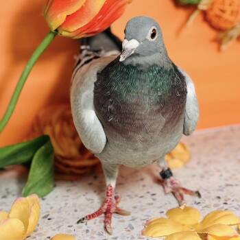 Hephaestus -  Pigeon Bird for Adoption in Chicago, Illinois - Hephaestus | PetCurious