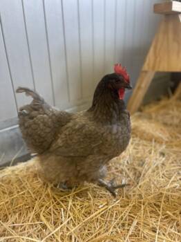 MOLE -  Chicken Bird for Adoption in Loveland, Colorado - MOLE | PetCurious