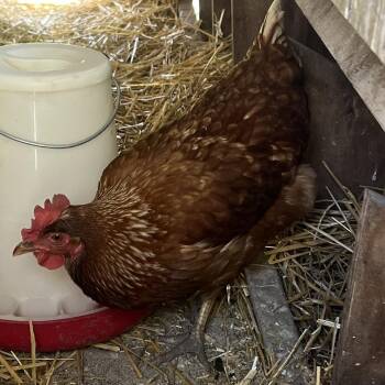 Chicken Birds Available for Adoption in Quakertown, Pennsylvania - Dandi | PetCurious