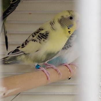 Parakeet Birds Available for Adoption - 11 | PetCurious