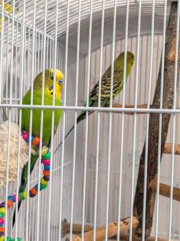 Nightwing -  Budgie Budgerigar Bird for Adoption in Montreal, Quebec - Nightwing | PetCurious