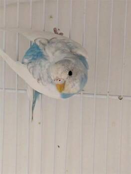 Maïs -  Parakeet Bird for Adoption in Montreal, Quebec - Maïs | PetCurious