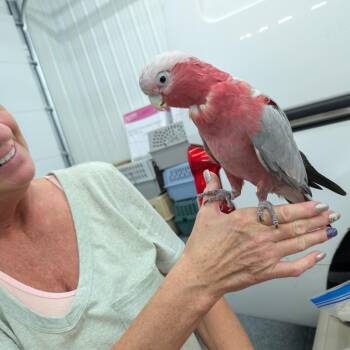 Rosie -  Cockatoo Bird for Adoption in Dekalb, Illinois - Rosie | PetCurious