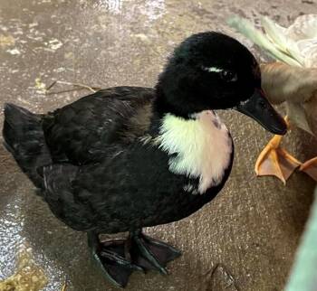 FENNEL -  Duck Bird Available for Adoption in Union, Missouri - FENNEL | PetCurious