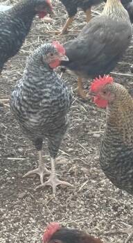 Young Roosters need homes -  Chicken Bird for Adoption in Lakehead, California - Young Roosters Need Homes | PetCurious