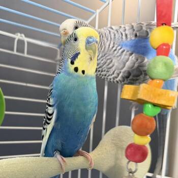 Sir Tweets A Lot *Bonded w/ Featherd Wonder* -  Parakeet Bird for Adoption in Kennebunk, Maine - Sir Tweets A Lot *Bonded W/ Featherd Wonder* | PetCurious