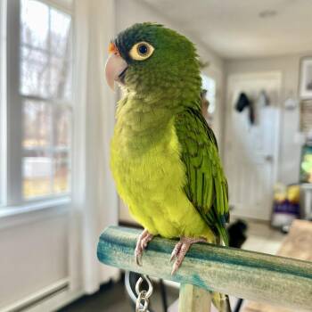 Conure Birds Available for Adoption in Brockton, Massachusetts - Chippy | PetCurious