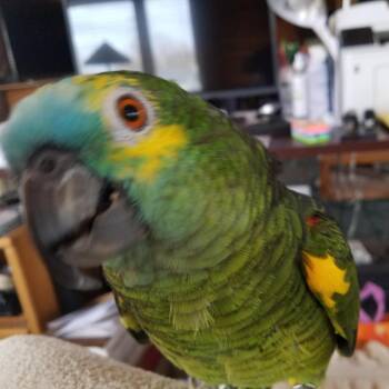 Banjo (Anchorage) -  Amazon Bird for Adoption in Anchorage, Alaska - Banjo (Anchorage) | PetCurious