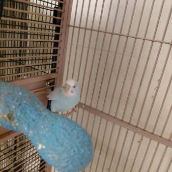 Parakeet Birds Available for Adoption - 14 | PetCurious