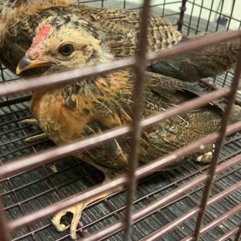 Peep* -  Chicken Bird for Adoption in San Gabriel, California - Peep* | PetCurious