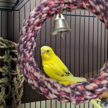 Budgie Budgerigar Birds Available for Adoption - Tweety | PetCurious