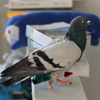 Pigeon Birds Available for Adoption - Gingham | PetCurious