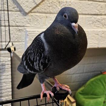 Friendzy -  Pigeon Bird for Adoption in Chicago, Illinois - Friendzy | PetCurious