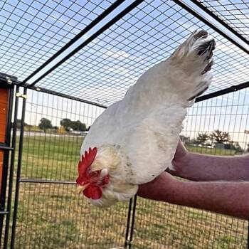 Candy Corn -  Chicken Bird for Adoption in Saint Joseph, Missouri - Candy Corn | PetCurious