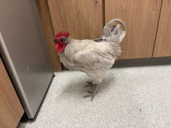 TONY -  Chicken Bird for Adoption in Loveland, Colorado - TONY | PetCurious