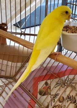 Limoncello -  Budgie Budgerigar Bird for Adoption in Fairfax, Virginia - Limoncello | PetCurious