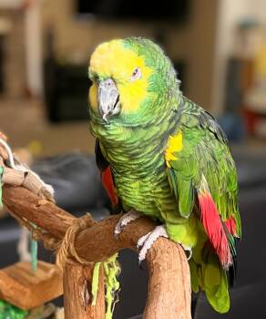 Amazon Birds Available for Adoption - Chile | PetCurious