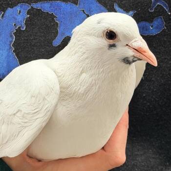 Mustachio -  Pigeon Bird for Adoption in Chicago, Illinois - Mustachio | PetCurious