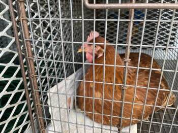 A613675 -  Chicken Bird for Adoption in Modesto, California - A613675 | PetCurious