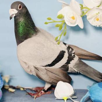 Pigeon Birds Available for Adoption in Chicago, Illinois - Franklin | PetCurious