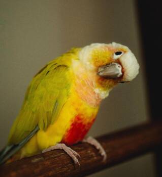 Conure Birds Available for Adoption - Tiki | PetCurious