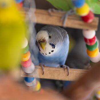 Parakeet Birds Available for Adoption in Kanab, Utah - The Gentleman Pirate | PetCurious