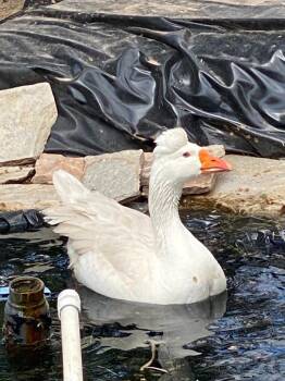Goose Birds Available for Adoption in Eagle Mountain, Utah - Papa Goose | PetCurious