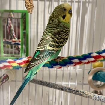 Bud -  Parakeet Bird for Adoption in Andover, Connecticut - Bud | PetCurious
