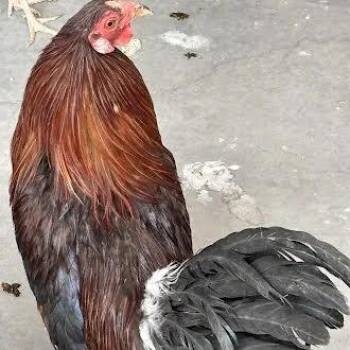 SIR -  Chicken Bird for Adoption in Las Vegas, Nevada - SIR | PetCurious