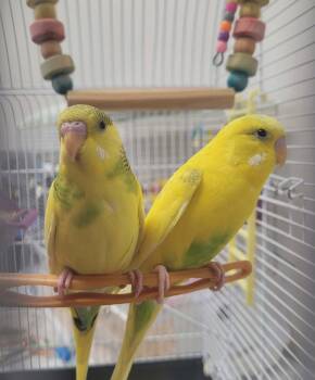 Mango & Peach -  Parakeet Bird for Adoption in Delson, Quebec - Mango & Peach | PetCurious