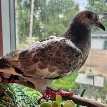 Boysenberry -  Pigeon Bird for Adoption in Chicago, Illinois - Boysenberry | PetCurious