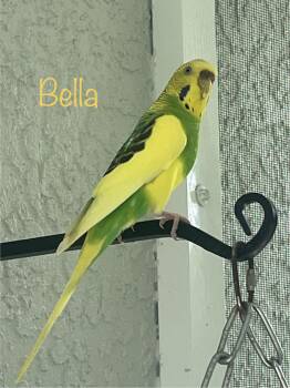Budgie Budgerigar Birds Available for Adoption in Temple Terr, Florida - Bella | PetCurious