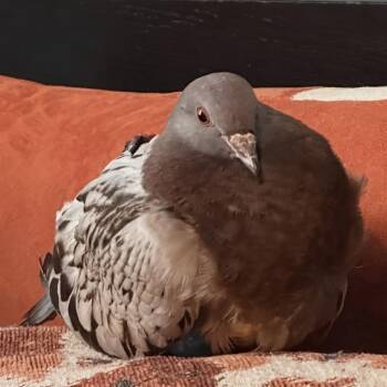 Toots -  Pigeon Bird for Adoption in Chicago, Illinois - Toots | PetCurious