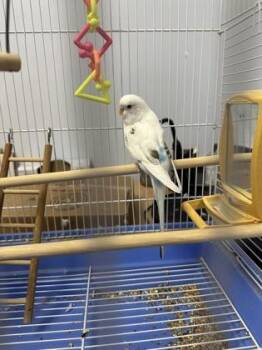 Chatterbox -  Parakeet Bird Available for Adoption in Gwinn, Michigan - Chatterbox | PetCurious