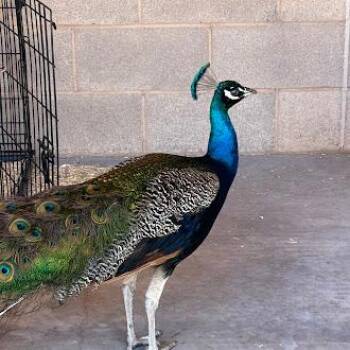 Peacock Peafowl Birds Available for Adoption in Las Vegas, Nevada - ATLAS | PetCurious