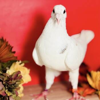 Lindy -  Pigeon Bird for Adoption in Chicago, Illinois - Lindy | PetCurious