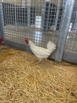 SNOW -  Chicken Bird for Adoption in Loveland, Colorado - SNOW | PetCurious