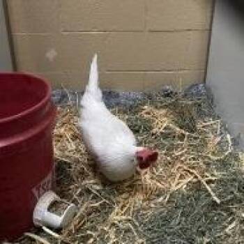 Chicken Birds Available for Adoption - Egg Bake | PetCurious