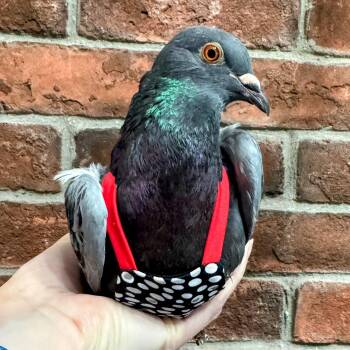 Noor -  Pigeon Bird for Adoption in Chicago, Illinois - Noor | PetCurious