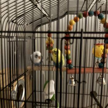 Budgie Budgerigar Birds Available for Adoption - Blue & Penny | PetCurious