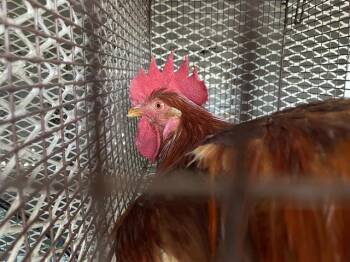 A613677 -  Chicken Bird for Adoption in Modesto, California - A613677 | PetCurious